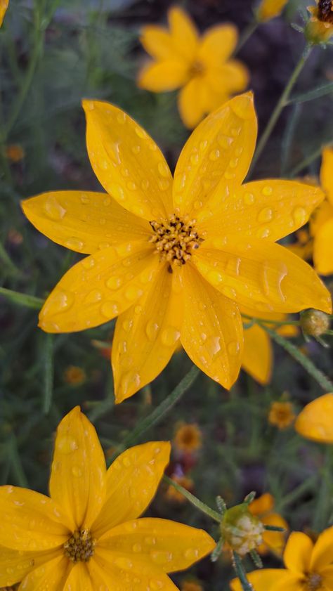 #flowers #horticulture #nature #coreopsis #yellow Coreopsis Incredible Swirl, Lance Leaved Coreopsis, Coreopsis Tinctoria, Coreopsis Moonbeam, Coreopsis Zagreb, Sun Shade, Horticulture, Flowers, Plants