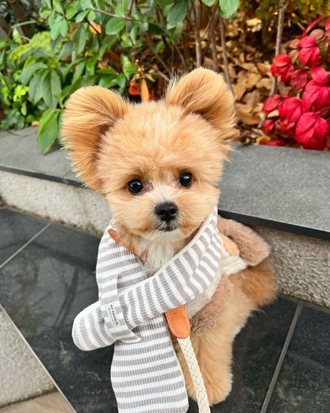 Cutest pomapoo Puppy Pompoo Dogs, Pomapoo Haircut Styles, Pomapoo Puppies, Poochon Dog, Puppy Cut, Dog Haircuts, Pomeranian Puppies, Cute Puppy Pictures, Cute Dog Pictures