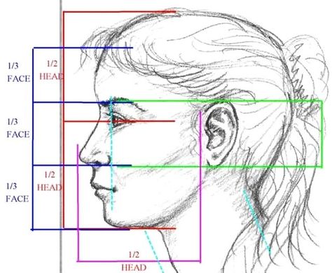 Facial Proportions, Face Proportions, 얼굴 드로잉, Drawing Hair, 얼굴 그리기, Drawing Heads, Anatomy Drawing, Pencil Portrait, Painting Tips