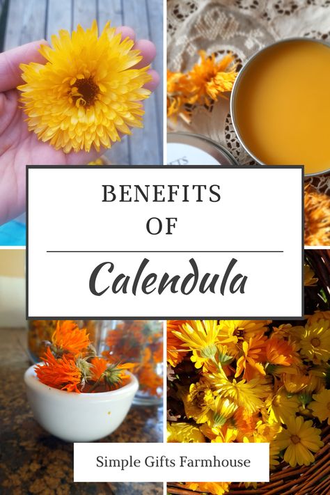 Outdoor Apothecary, Growing Herbs Inside, Benefits Of Calendula, Growing Herbs In Pots, Calendula Salve, Herbal Medicine Recipes, Calendula Benefits, Medicinal Herbs Garden, Medicinal Herb