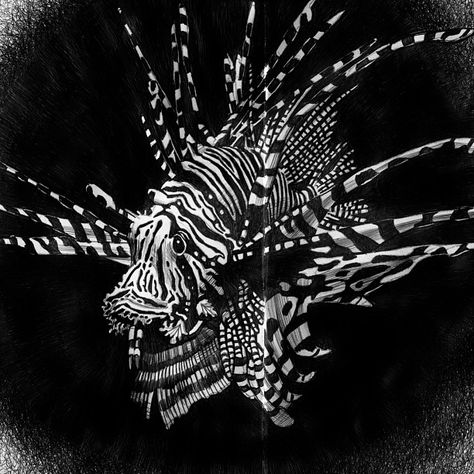 Tim Jeffs Art on Instagram: “Detail of my lion fish drawing #lionfish #fish #seacreatures #poison #art #animals #pen #ink #detail #drawing” Lion Fish Drawing, Detail Drawing, Fish Drawing, Plenty Of Fish, Consciousness Art, Lion Fish, Fish Drawings, Art Animals, Black Image