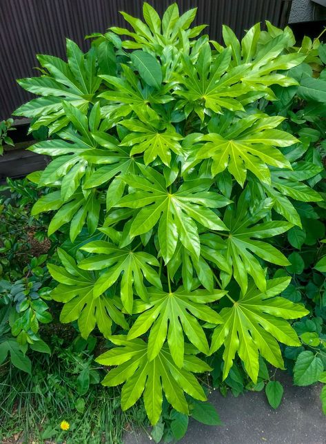 Paper plant (Fatsia japonica) with new palmate leaves Fatsia Japonica Garden, Japonica Fatsia, Fatsia Plant, Japonica Plant, Tropical Balcony, Wet Garden, Beach Landscaping, Hardscaping Ideas, Aucuba Japonica