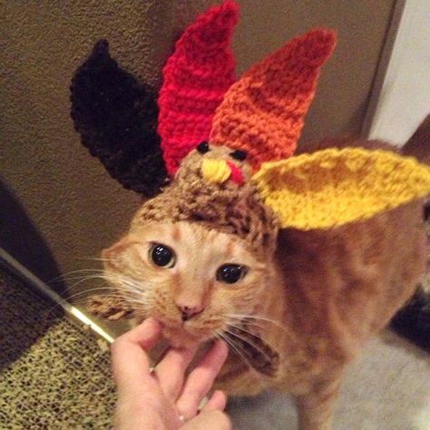 Thanksgiving Cat, Pet Costumes Cat, Happy Thanksgiving Images, Turkey Hat, Crochet Cat Hat, Cute Thanksgiving Outfits, Thanksgiving Images, Image Cat, Knitted Cat