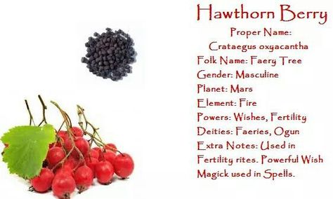 Hawthorn berry Hawthorn Berries Witchcraft, Hawthorn Berry Magical Properties, Hawthorn Magical Properties, Charms Witchcraft, Witch Plants, Herbs Book, Witchy Herbs, Magick Herbs, Digital Grimoire