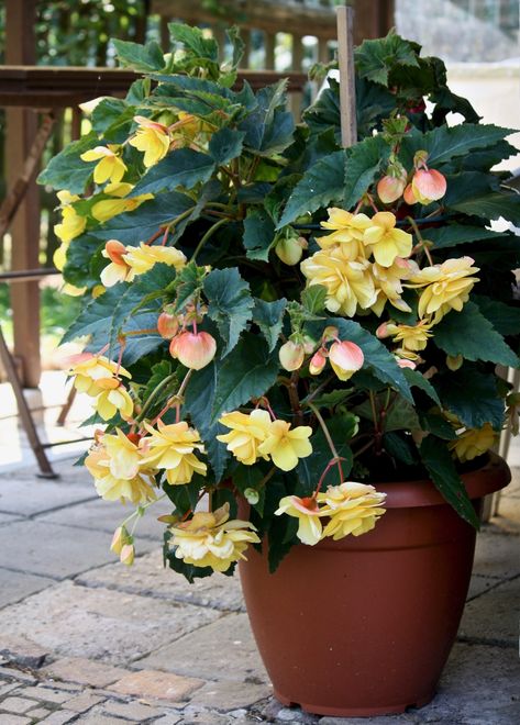 Gardening 101: Tuberous Begonias - Gardenista Jungle Courtyard, Tuberous Begonia, Garden Centerpiece, Garden Wood, White Flower Farm, Gardening 101, Garden Tours, Cactus Y Suculentas, Perfect Garden