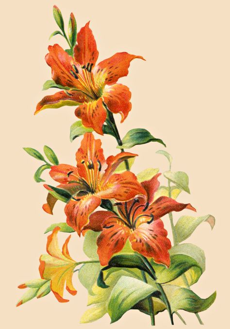 Free Vintage Tiger Lily Flower 2 Orange Lily Flower, Tiger Lily Flowers, Tiger Lily Tattoos, Lilies Drawing, Lily Painting, Easter Lily, Illustration Botanique, Tiger Shroff, Flower Therapy