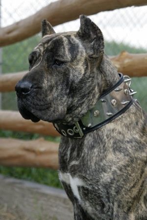 spanish mastiff | Presa Canario (spanish mastiff) | Breeds of Dogs I Admire Spanish Mastiff, Pet Anime, Mastiff Breeds, Presa Canario, Big Dog Breeds, Cane Corso Dog, Corso Dog, Tibetan Mastiff, Dog Line