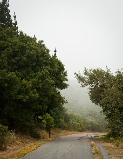 Berkeley Hills, June Gloom, Tree Tunnel, Magical Tree, Photo Editing Techniques, British Countryside, Long Road, Coastal Towns, Country Road