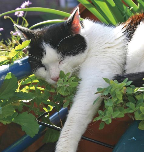 How to Grow Catnip Plants That Repel Cats, Grow Catnip, Growing Catnip, Catnip Plant, Seed Starters, Word Cat, Japanese Beetles, Plant Pests, Fragrant Plant