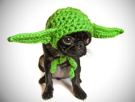 Yoda Dog Costume, Pet Costumes For Dogs, Crochet Dog Hat, Crochet Dog Clothes, Crochet Dog Sweater, Dog Hat, Puppy Clothes, Dog Costumes, Dog Costume