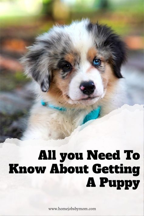 Puppy Training Schedule, Puppy Obedience Training, House Training Puppies, Dog Behavior Training, Puppy Proofing, House Training Dogs, Dog Training Advice, Puppy Training Tips, Best Dog Training