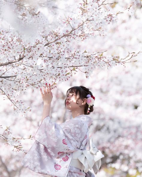 Cherry Blossom Kimono, Beauty Of Japan, Japanese Cherry Blossoms, Red Kimono, Aesthetic Japan, Japanese Cherry Blossom, Beautiful Picture, Human Figure, Ancient Chinese