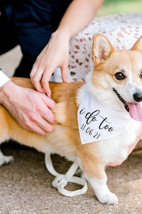 Our four-legged friends can join in on the fun, too - let your corgi dog make an unforgettable entrance down the aisle for your special day! Corgi In Wedding, Corgi Wedding, Dog Wedding Ideas, Dog At Wedding, Fun Wedding Cake Toppers, Wedding Dog Leash, Dog Wedding Bandana, Drink Stirrers Wedding, South Wedding