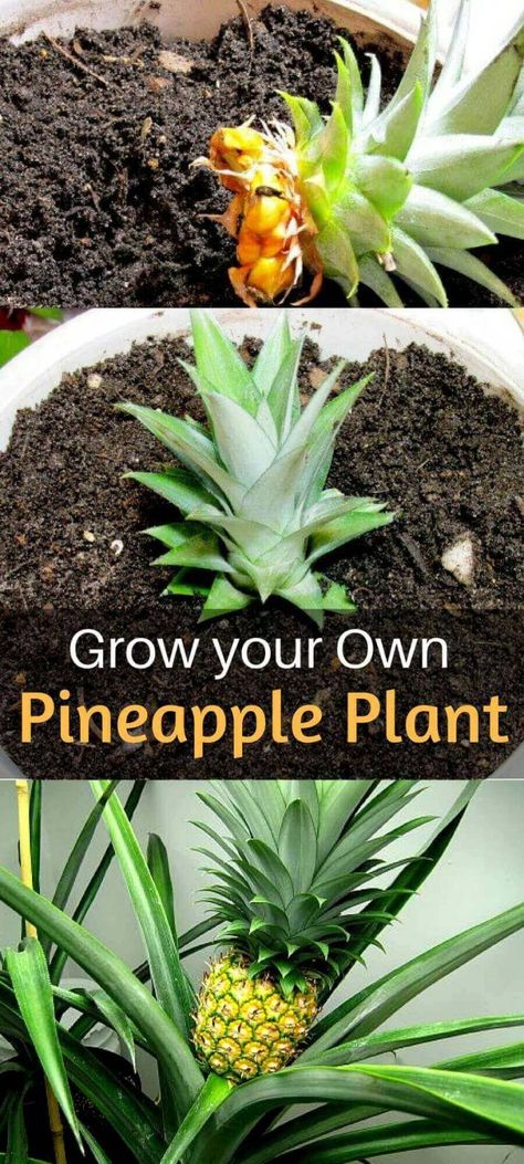 Pineapple Plant Care, Grow Pineapple Plant, Pineapple Plant, Growing Pineapple, Pineapple Planting, Organic Pesticide, Pineapple Top, Grow Vegetables, Organic Vegetable Garden