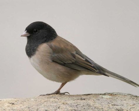 Dark-eyed Junco | Audubon Field Guide 4-5 every day in backyard from last week of Oct. to present (12/2015). Junco Bird, Bob Steele, List Of Birds, Bird Identification, Bird Aviary, Bird Sculpture, Backyard Birds, Dark Eyes, Birds Tattoo