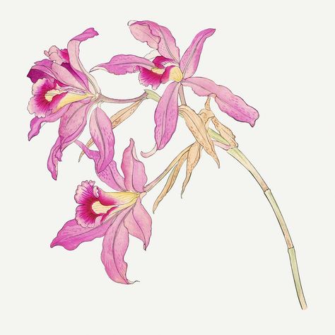 Pink laelia orchid illustration, vintage Japanese art | premium image by rawpixel.com Laelia Orchid, Orchid Illustration, Orchid Drawing, Vintage Japanese Art, Plants Illustration, Orchid Tree, Flowers Illustration, Floral Poster, Scientific Illustration