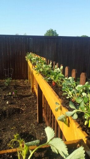 Strawberry Boxes Garden, Strawberry Planter Ideas Vertical, Chain Link Fence Planters Ideas, Strawberry Fence, Strawberry Hanging Planter, Strawberry Planter Ideas, Dreamy Backyard, Vege Garden, Strawberry Planter