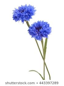 Bachelor Button Flower, Bachelor Button Flowers, Bachelor Buttons, Blue Cornflower, Button Flowers, Beautiful Blue, Dandelion, White Background, Watercolor Paintings