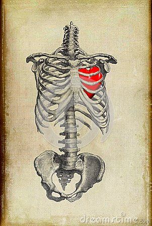 Rib Cage Illustration, Ribcage With Heart Inside, Opening Chest Drawing, Open Ribcage Drawing, Ripping Heart Out Of Chest Drawing, Rib Skeleton, Rib Cage Drawing, Rib Cage Heart, Bar Branding