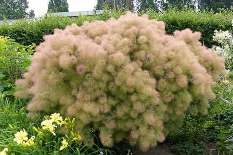 Cotinus coggygria 'Young Lady' (Smokebush) Katsura Tree, Crocosmia Lucifer, Cotinus Coggygria, Panicle Hydrangea, Hydrangea Paniculata, Planting Shrubs, Southern Europe, David Austin, Buy Plants