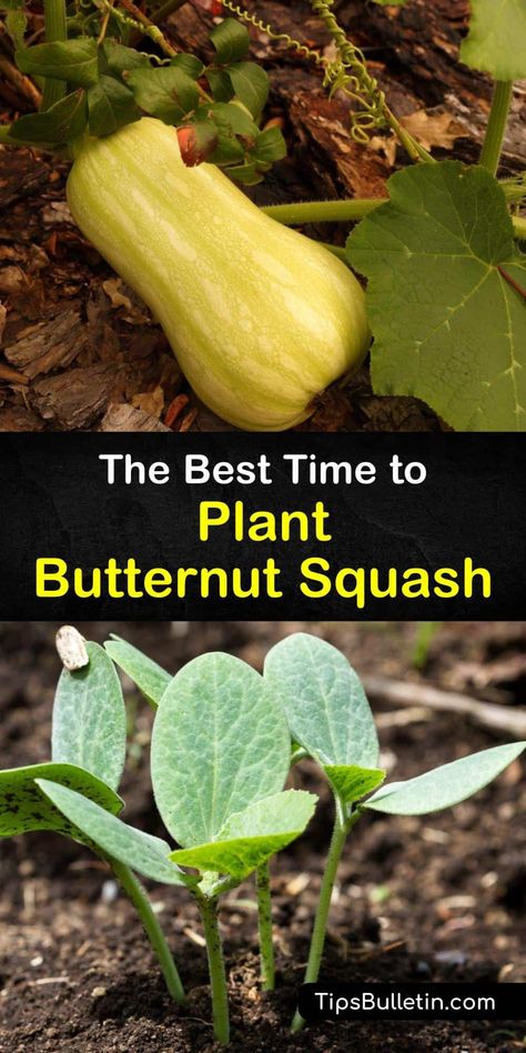 How To Plant Butternut Squash Seeds, Butternut Squash Seeds Planting, Butternut Planting, When To Plant Butternut Squash, How To Grow Butternut Squash From Seed, Butternut Squash Trellis Ideas, Butternut Squash Plant, Butternut Squash Growing, How To Grow Butternut Squash