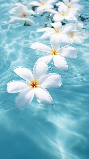 Plumeria Flowers Wallpaper, Plumeria Wallpaper, Blue Flower Petals, Frangipani Flower, Phone Things, Hawaiian Lei, Png Stickers, Plumeria Flowers, Beach Wallpaper