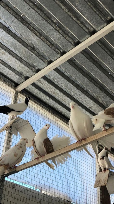 Young Mungo Aesthetic, White Pigeon Aesthetic, Young Mungo Book, Pigeons Aesthetic, Pigeon Aesthetic, Flying Photography, Cute Pigeon, Pranks Pictures, Boyfriend Pranks