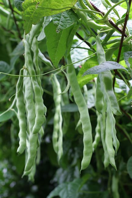 Lazy Housewife, Heirloom Gardening, Snap Beans, Bean Pods, Pole Beans, Content Page, Tristan Da Cunha, Faroe Islands, Edible Garden