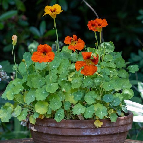 Nasturtium Flower, Ideal Home Magazine, Red And Yellow Flowers, When To Plant, Beautiful Home Designs, Money Making Jobs, Diy Renovation, Yellow Leaves, Edible Flowers