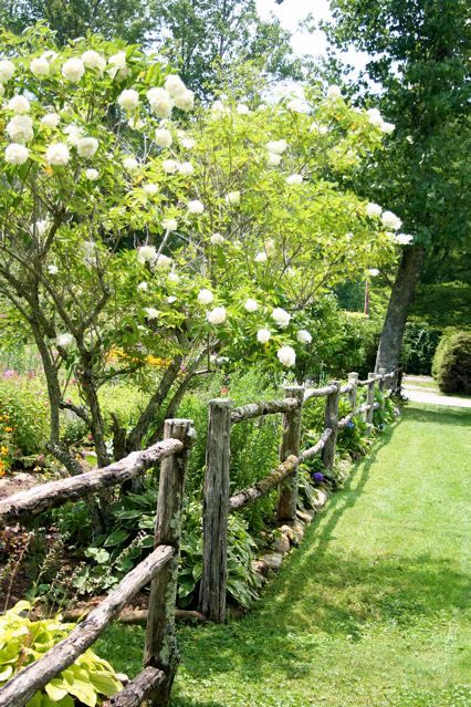 IMG_5056 Rustic Garden Fence, The Pixies, Shasta Daisies, Country Fences, Old Fences, Fence Landscaping, Cedar Trees, Woodland Fairy, Garden Fence