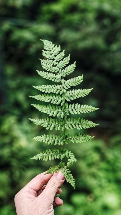 Sweet Chestnut Tree, Fern Images, Evergreen Ferns, Present For Groom, Boston Fern, Mother Of The Groom Gifts, Chestnut Trees, Leaves Illustration, Fern Plant