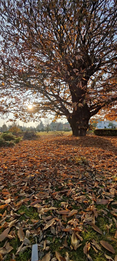 University of Kashmir Autumn Kashmir, Srinagar, Autumn Scenery, Aesthetic Videos For Edits Love, Nature Gif, Fall Photos, Beautiful Hijab, Aesthetic Videos, Christmas Wallpaper