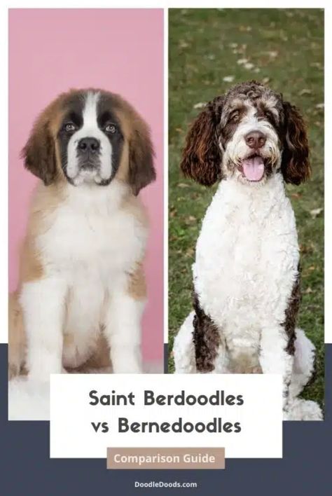 St Berdoodle Haircuts, Saint Bernedoodle, St Bernadoodle, Saint Berdoodle, St Berdoodle, Small Poodle, Dog Haircuts, Giant Breeds, Right Decision