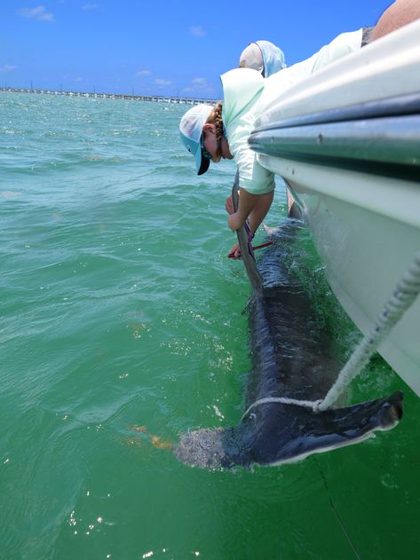 Shark Research, Ocean Kingdom, Goblin Shark, University Of Massachusetts Amherst, Shark Conservation, Trophy Fish, Dream Jobs, University Of Massachusetts, Daily Water