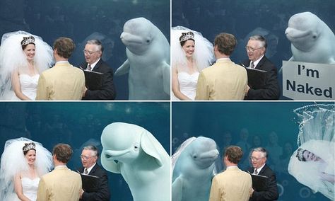 'I should have told her I loved her while I had the chance': Hilarious memes of beluga whale who upstaged a bride by photobombing her on her big day Bride On Wedding Day, Kangaroo Stuffed Animal, Beluga Whale, A Meme, Rare Animals, Pet Rats, Tie The Knot, Go Wild, Killer Whales