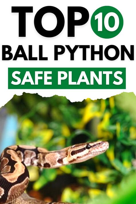 Best Plants for Ball Python Reptile Safe Plants, Snake Terrarium Ball Python, Ball Python Habitat, Bioactive Ball Python Enclosure, Ball Python Bioactive Enclosure, Bioactive Ball Python Enclosure Ideas, Snake Tank Setup Ball Python, Snake Terrarium Ideas Ball Python, Ball Python Terrarium Ideas