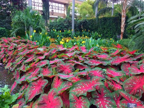 Shade Gardening, Florida Gardening, Front Yard Landscaping Simple, Container Gardens, Deco Floral, Photography Wallpaper, Shade Garden, Dream Garden, Tropical Plants