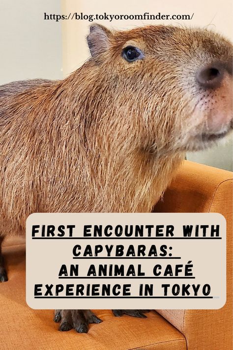 First Encounter with Capybaras at Capyba Cafe in Tokyo 🐾  Join our blogger as they share their first-ever experience meeting adorable Capybaras at Capyba Cafe! Relax with these gentle creatures and enjoy the calming atmosphere of one of Tokyo's most unique animal cafes. This is an experience you won’t want to miss. 🌿✨  ✨ Read more on Tokyo Room Finder!   #CapybaCafe #AnimalCafe #CapybaraLovers #ExploreTokyo #TokyoRoomFinder #CuteAndCuddly #TokyoAdventures Capybara Cafe Tokyo, Capybara Cafe, Tokyo With Kids, Dog Cafe, Spot It, Calming Atmosphere, First Encounter, Boy Images, Learn Japanese