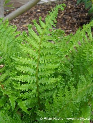 Tree Identification, Purple Garden, Border Plants, Garden Design Ideas, Plant Care, Gardening Tips, The Golden, Fern, Garden Plants