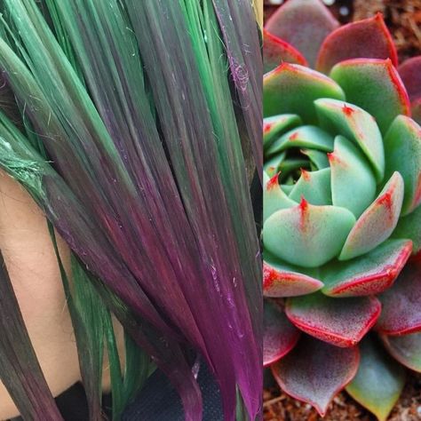 We Are Here for Succulent Hair Succulent Hair, Rave Bras, Hair Rainbow, Fairy Costumes, Cosmetology Student, Vivid Hair Color, Bold Hair Color, Rainbow Hair Color, Glamorous Hair