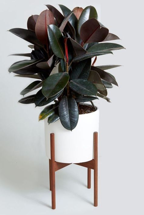 On the hunt for house plants to add to your space? Our expert shares his plant picks for every room in your home—from your living room to your child's bedroom. #easycareplants #easyplants #indoorplants #plants #plantsforbeginners #realsimple Rubber Tree Plant, Easy House Plants, Tanaman Indoor, Trendy Plants, Ficus Elastica, Rubber Plant, Best Indoor Plants, Rubber Tree, Interior Plants