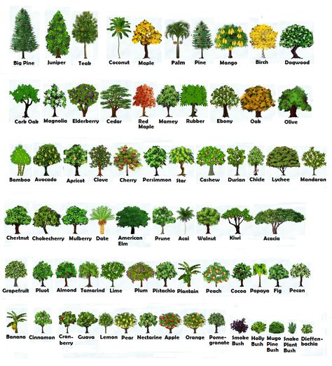 CHOP AND SHAKE TREES HEIGHT and GROWTH :: FarmTown One.Stop.Shoppe (FOSS) Nut Trees Types Of, Tree Identification Chart, Tree Leaf Identification, Identifying Trees, Tree Types, Leaf Identification, Different Trees, Types Of Trees, Tree Id