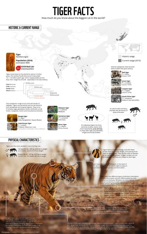 Tiger Facts For Kids, Wildlife Infographic, Scientific Poster Design, Tiger Species, Tiger Facts, Big Cat Family, Tiger Conservation, Family Wallpaper, Scientific Poster