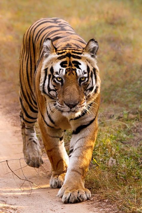 Big Kitty! Tiger Walking, Cat Species, Tiger Pictures, Animal References, Siberian Tiger, Bengal Tiger, Majestic Animals, Cat Family, Cheetahs