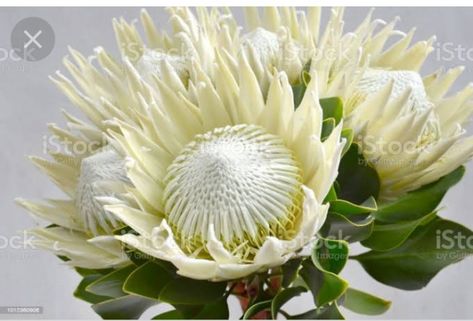 King Protea Flower, White Protea, Protea Flowers, Hydrangeas Art, Floral Styling, Flannel Flower, King Protea, Protea Flower, Australian Flowers