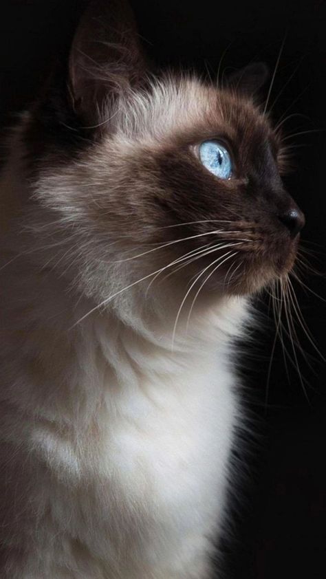 Siamese Cat Wallpaper, Fluffy Siamese, Wallpapers Beautiful, Cat Breed, Cat Facts, Cat Health, Cat Wallpaper, Siamese Cats, Background Pictures