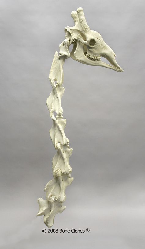 Giraffa camelopardalis (Giraffe Neck and Vertebrae) Giraffe Skull, Neck Vertebrae, Giraffe Neck, Animal Skeleton, Skull Reference, Animal Skeletons, Vulture Culture, Animal Anatomy, Skeleton Bones