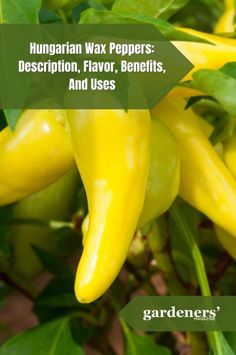 Hungarian Wax Peppers: Description, Flavor, Benefits, And Uses Hungarian Wax Peppers, Wax Peppers, Hot Peppers Plants, Hot Pepper Recipes, Pepper Sauce Recipe, Pepper Salsa, Hot Sauce Recipes, Hot Sauces, Hot Pepper Sauce