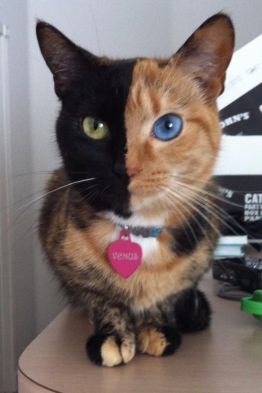 Chimera Cat, Two Faced Cat, Gato Calico, Koci Humor, Angkor, Zulu, Pretty Cats, Crazy Cat Lady, Beautiful Cats