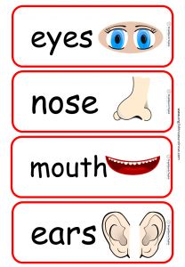 Flashcards – English Treasure Trove Body Parts Flashcards, School Library Book Displays, Body Parts Preschool Activities, Montessori Math Activities, Body Parts For Kids, English Flashcards, Emotions Preschool, Teach English To Kids, Body Parts Preschool